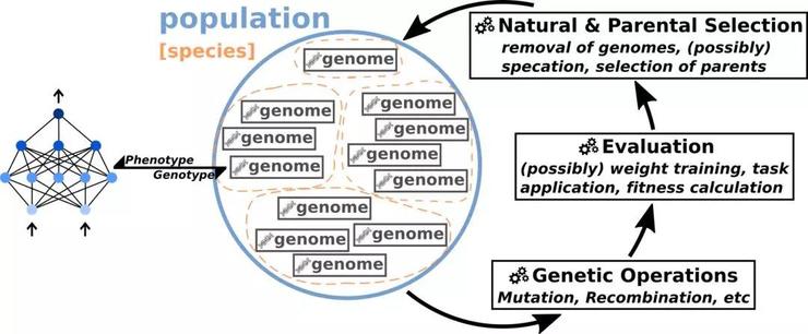 神经进化：一种不一样的深度学习