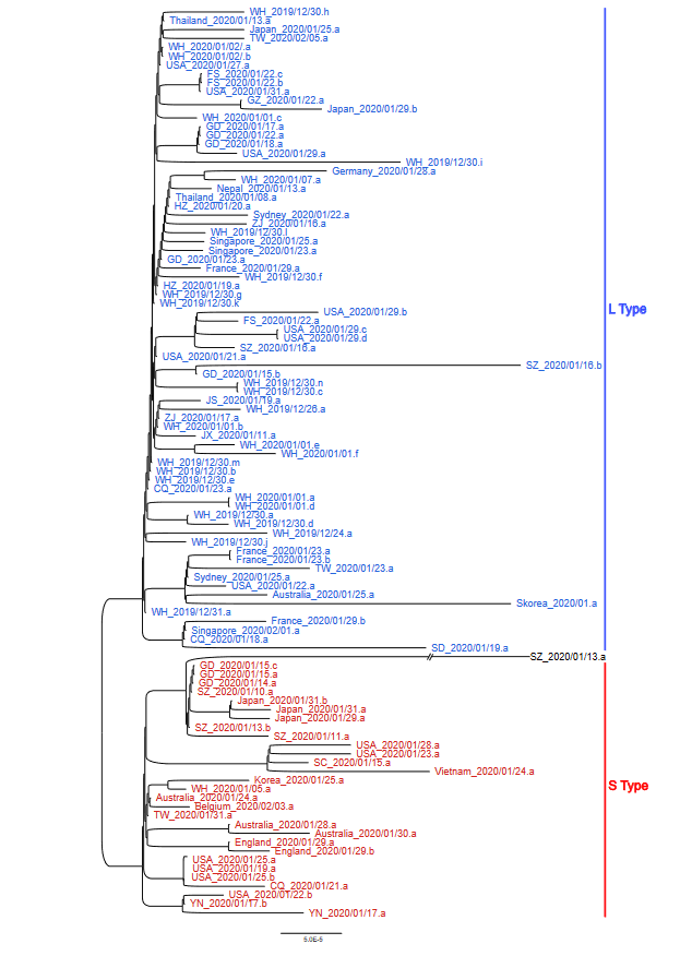新冠病毒株已发生了 149 个突变点，可归类为 L 和 S 两个亚型！