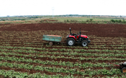 宜城红薯：新电商怎么“生生造出”一个新产业？