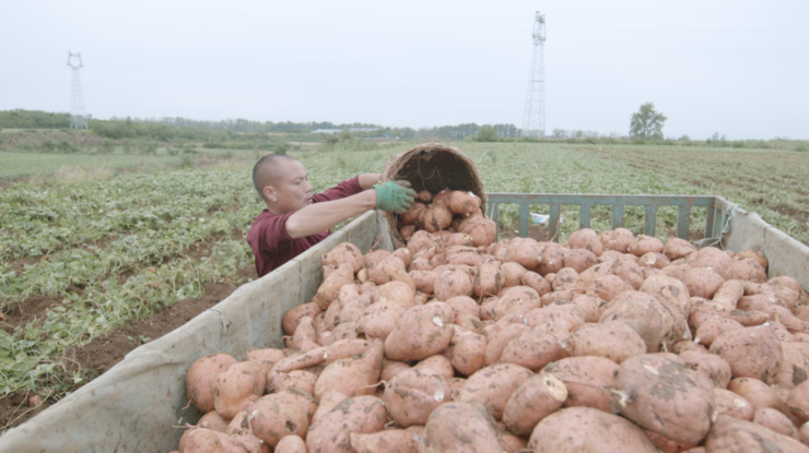 宜城红薯：新电商怎么“生生造出”一个新产业？