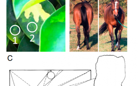 从「生态光学」取经，伯克利曹颖提出解决物体遮挡问题方案，登PNAS