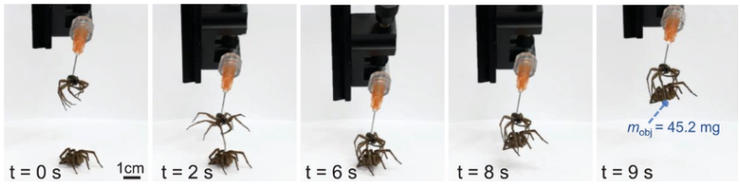 一群疯狂科学家用针筒、胶水将死亡蜘蛛“复活”，化身僵尸机器人后秒变电工师傅