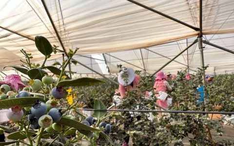 拼多多启动“农云行动”，助力100个农业产业带加速“数实融合”