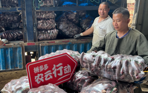 拼多多“农云行动”推动线下商家集体入拼，助力广西番薯“拼上云端”