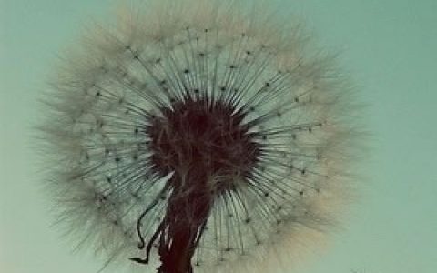 黑芝麻智能携手上汽子公司拓展智能网联汽车生态朋友圈