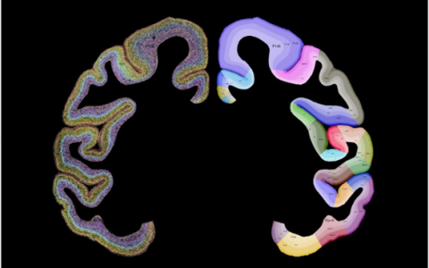 腾讯AI技术助力中国脑科学研究新突破，成果登上国际学术顶刊Cell