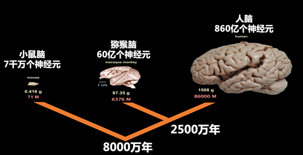 腾讯AI技术助力中国脑科学研究新突破，成果登上国际学术顶刊Cell 