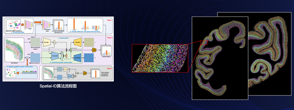 腾讯AI技术助力中国脑科学研究新突破，成果登上国际学术顶刊Cell 